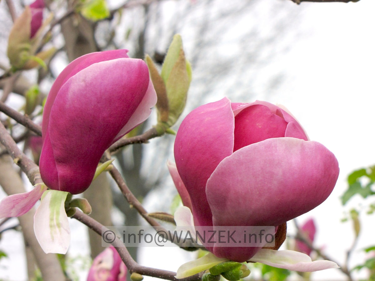 Magnolia soulangeana Lennei 02.jpg